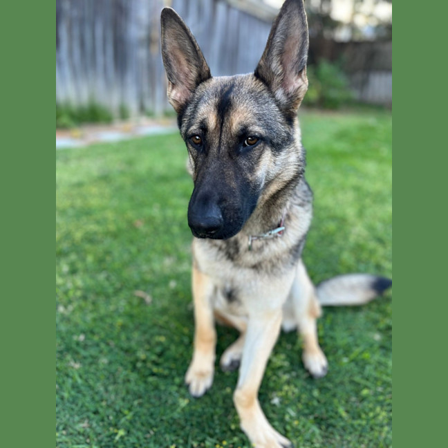 Photo of Gypsy