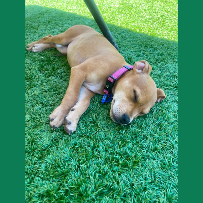 Photo of Kandi   10 Week Old Staffy X Beagle (Trial)