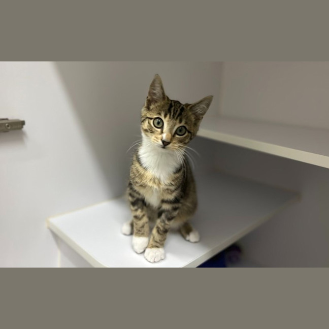 Photo of Basil