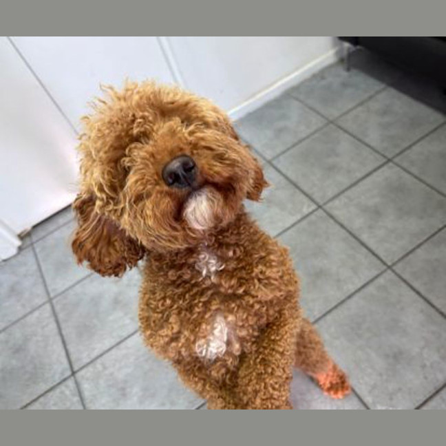 Photo of Rufus Dufus