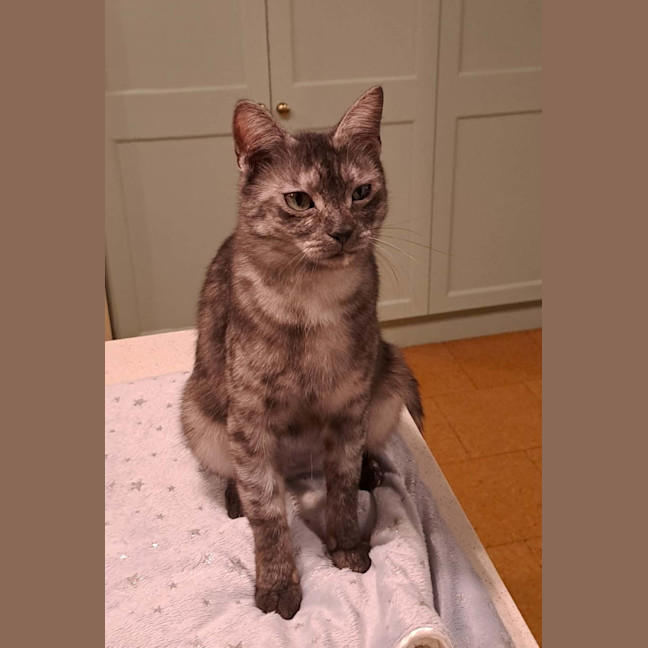 Photo of Truffles