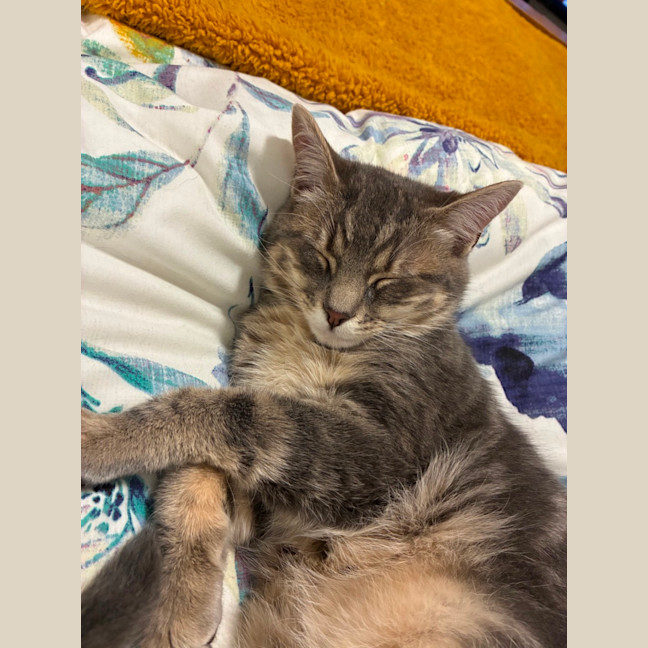 Photo of Asher   6 Month Old Domestic Short Hair