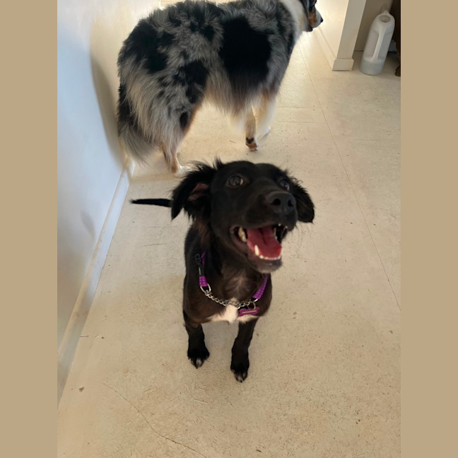 Photo of Piper