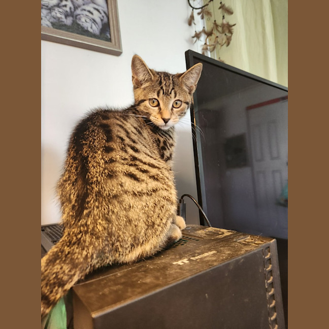 Photo of Oliver
