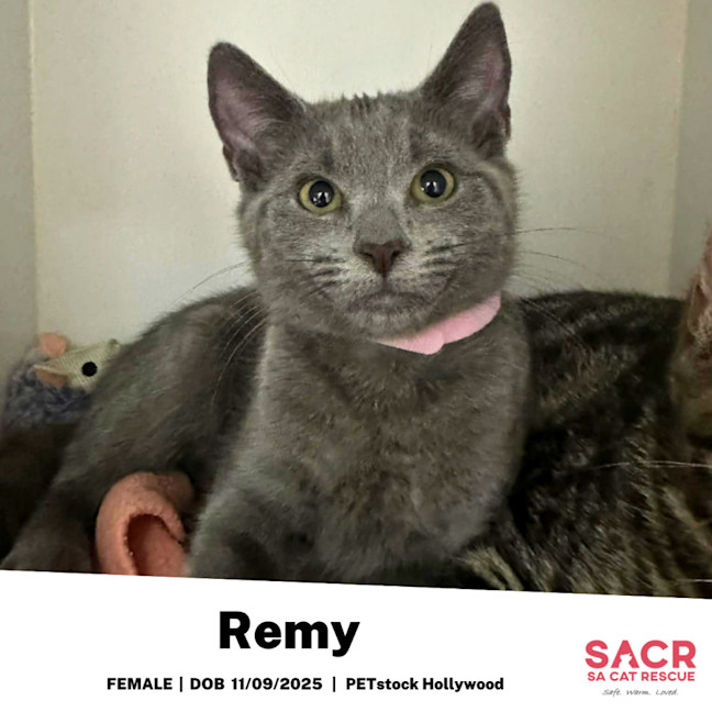 Photo of Remy