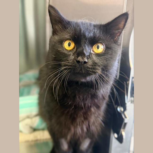 Photo of Sir Smoochalots