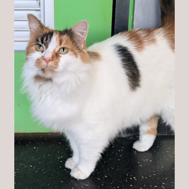 Photo of Lady Marmalade