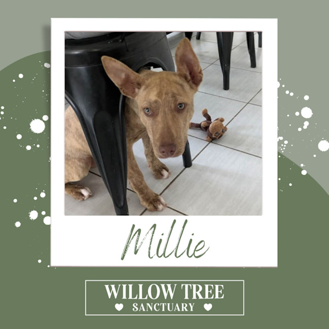 Photo of Millie