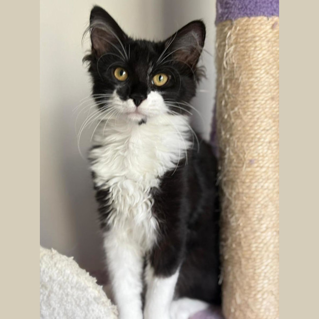 Photo of Upsy & Daisie