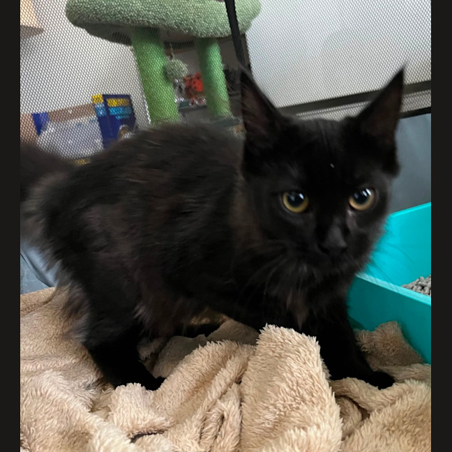 Photo of Coco