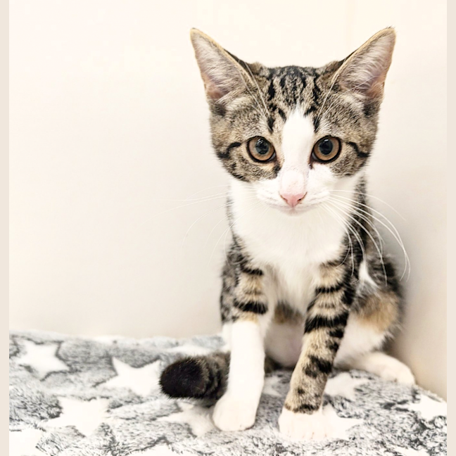 Photo of Cinnamon