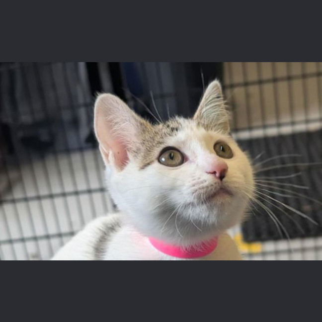 Photo of Miss Chief 