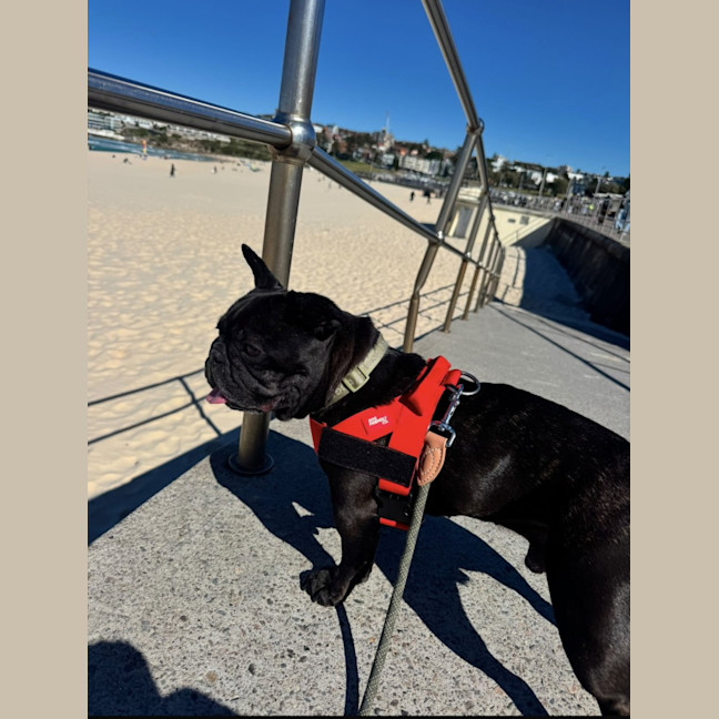 Photo of Vader   5 Year Old French Bulldog