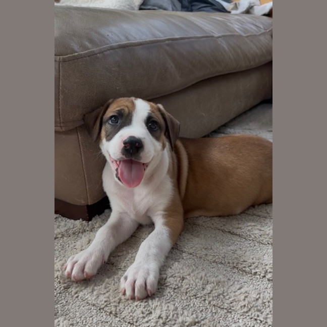 Photo of Remi   8 Week Old Cattle Dog X Staffy