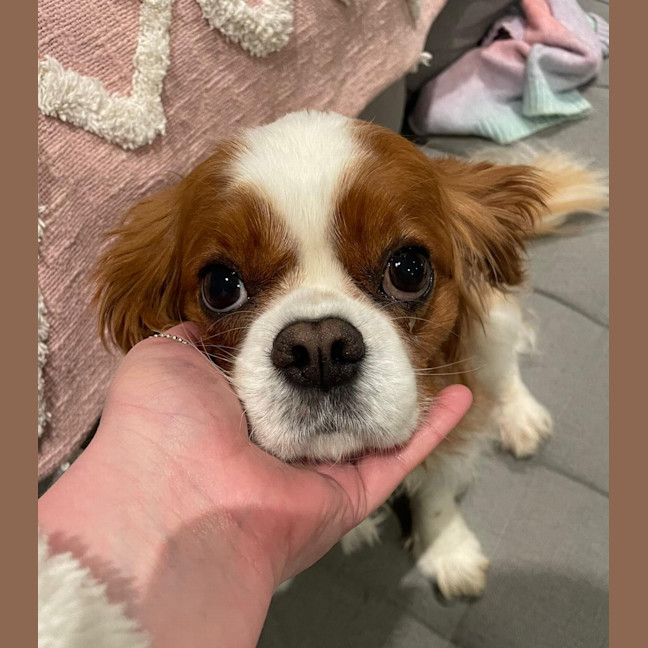 Photo of Coco