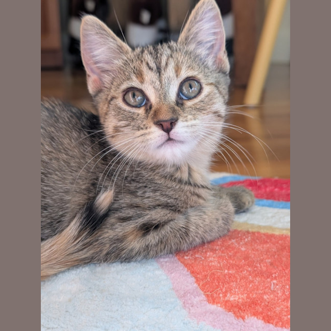 Photo of Rookie