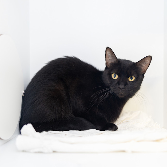 Photo of Madam Velvet