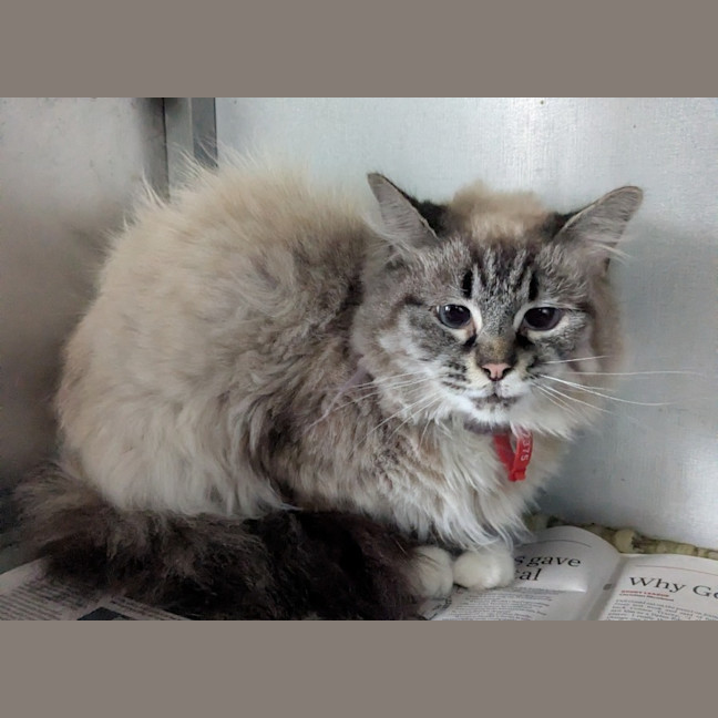 Photo of Fluffy