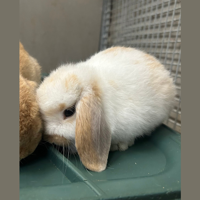 Photo of Cinnamon Bun
