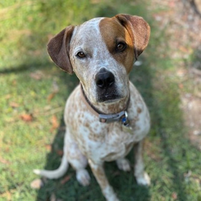 Photo of Kahlua *$250 Adoption Fee*