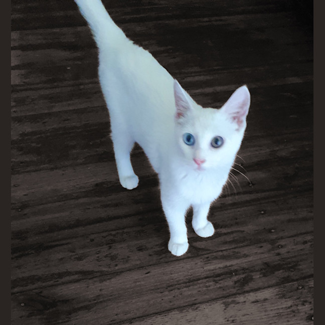 Photo of Elsa