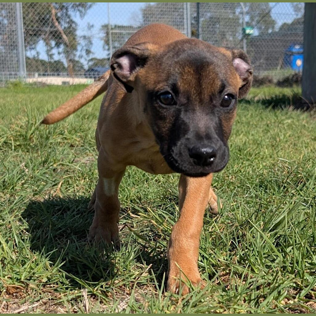Photo of Cocoa
