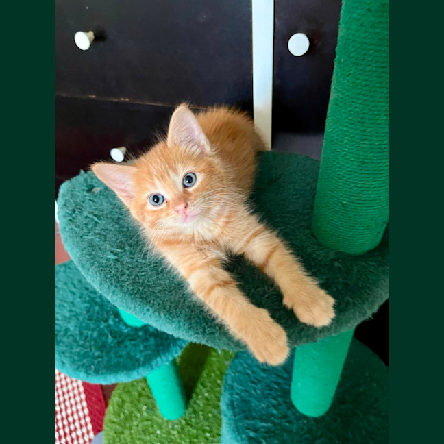 Photo of 🔶 Pumpkin 🔶