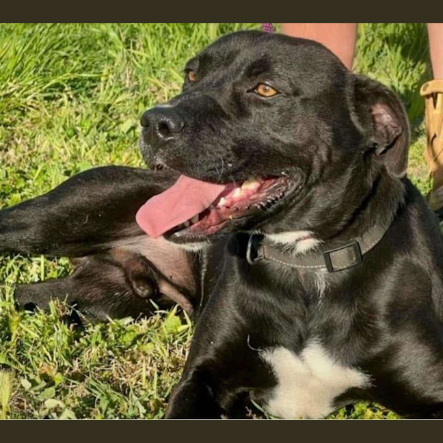 Photo of Boof