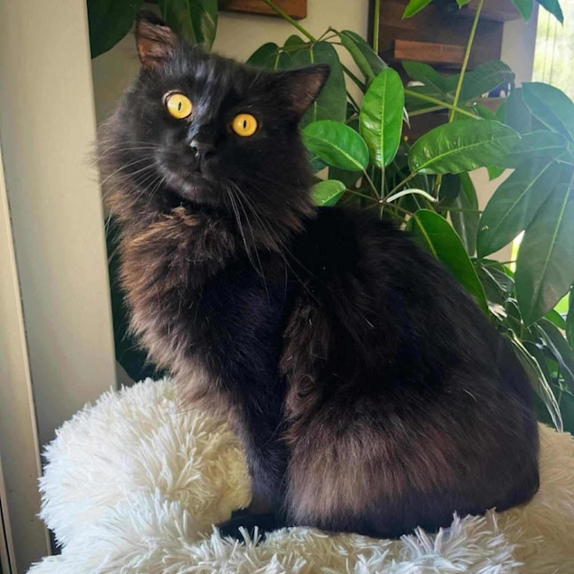 Photo of 12424   Soren