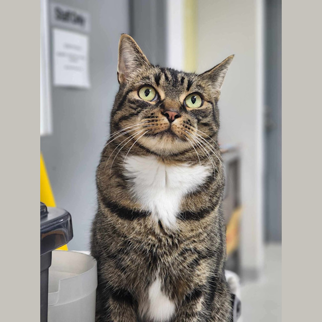 Photo of 🎮 Nippet 5903 🎮