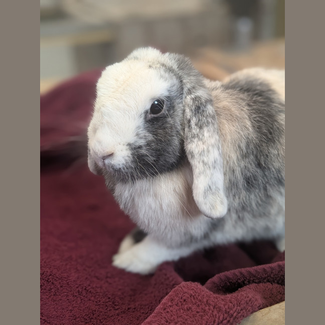 Photo of Coco