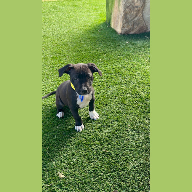 Photo of Basil   4 Month Old Staffy X