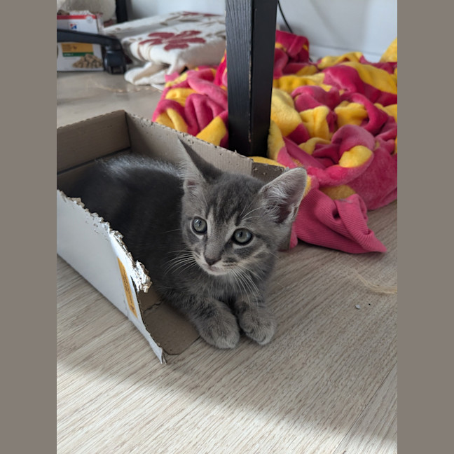 Photo of Apollo