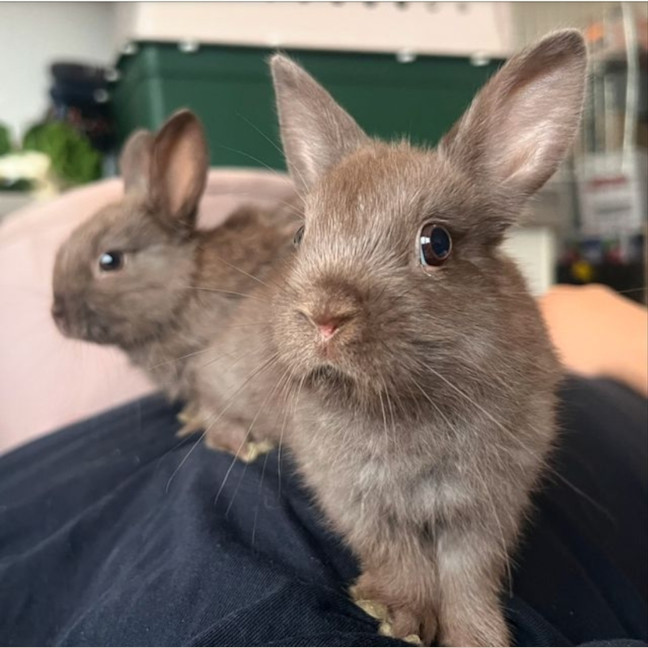 Photo of Yogi & York