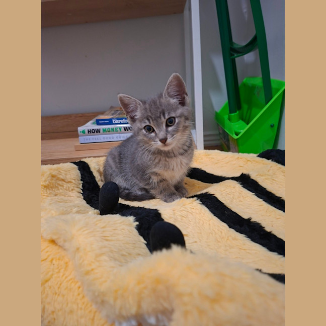Photo of Otis