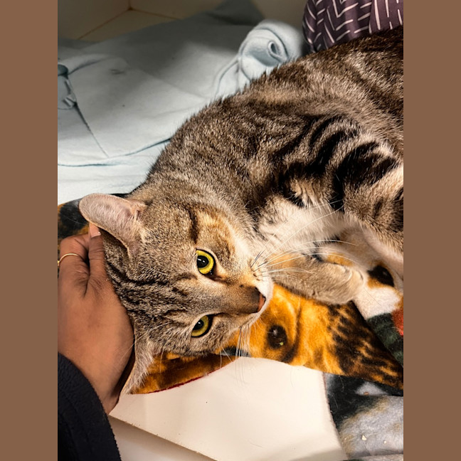 Photo of Milo