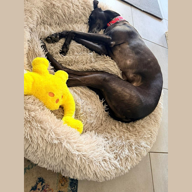 Photo of Muffin, The Small Greyhound