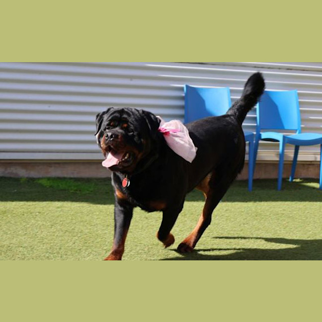 Photo of Sumo The Sun Bear