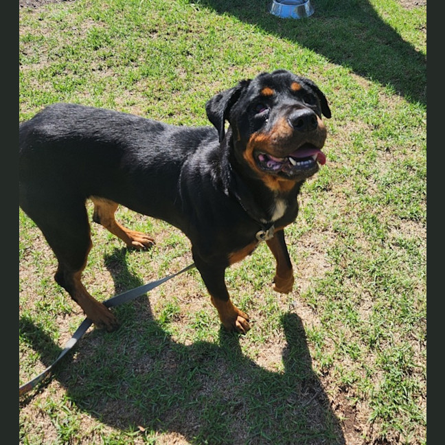 Photo of Myrtle (68411)