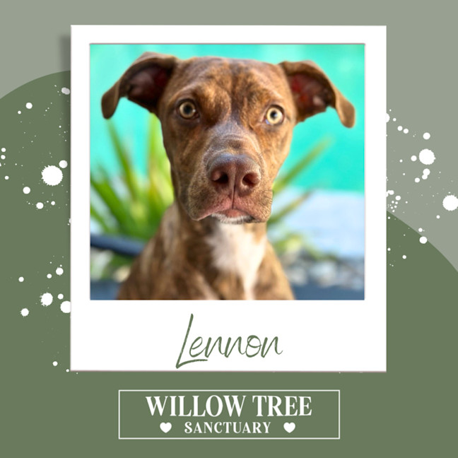 Photo of Lennon