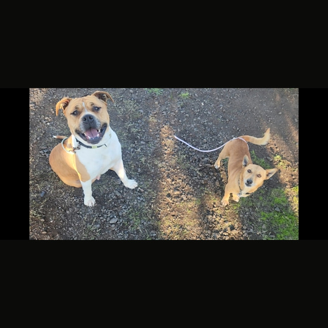 Photo of Poppy (58809)