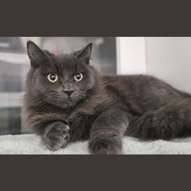 Photo of Smokey