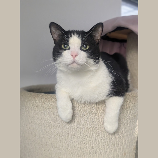Photo of Moo 