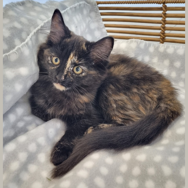 Photo of Princess Peach