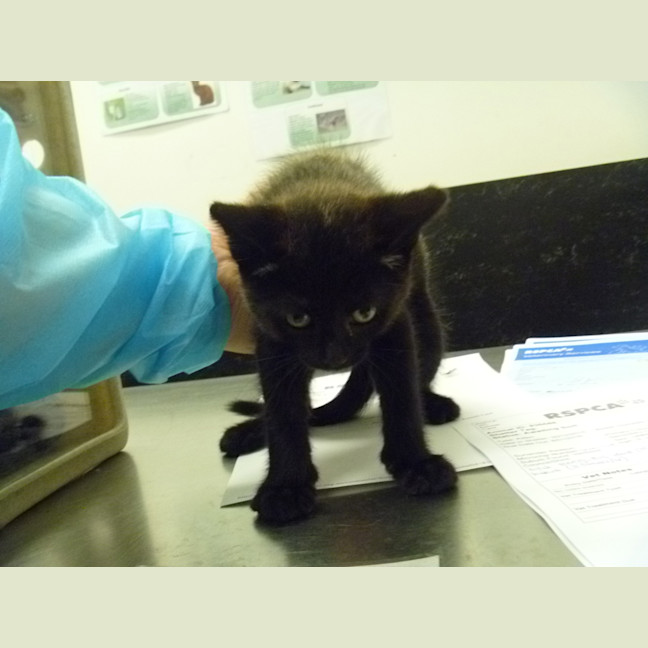 Photo of Micki (Bonded With Fluffy)