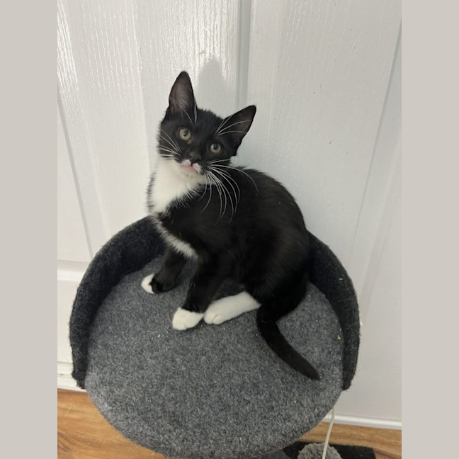 Photo of Magpie
