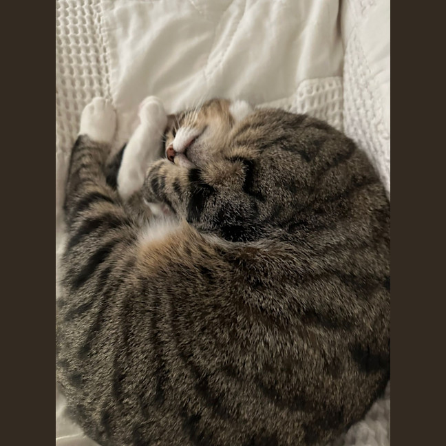 Photo of Artemis
