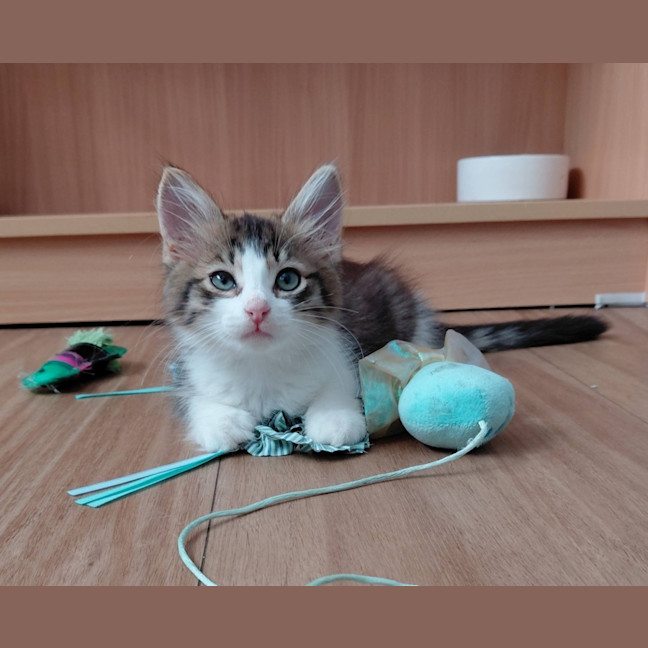 Photo of Mr Purr