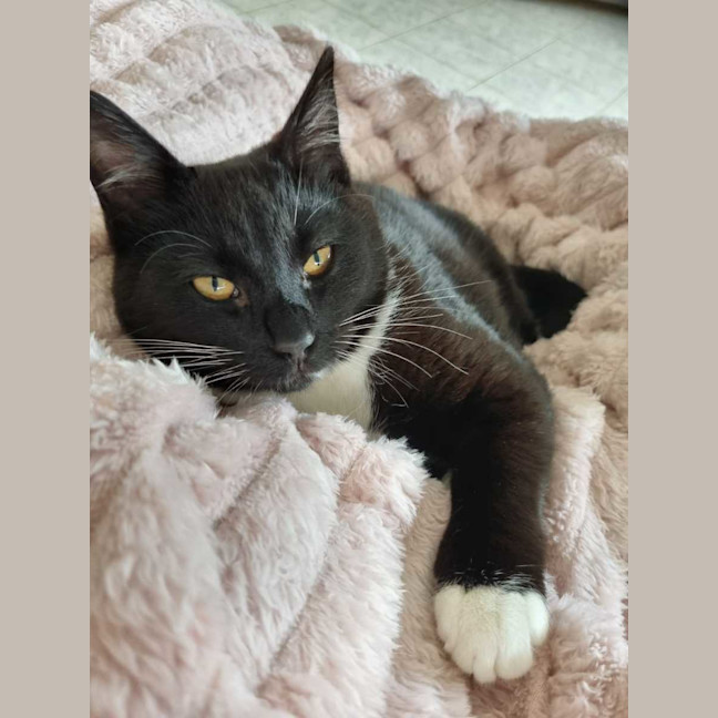 Photo of Pickles