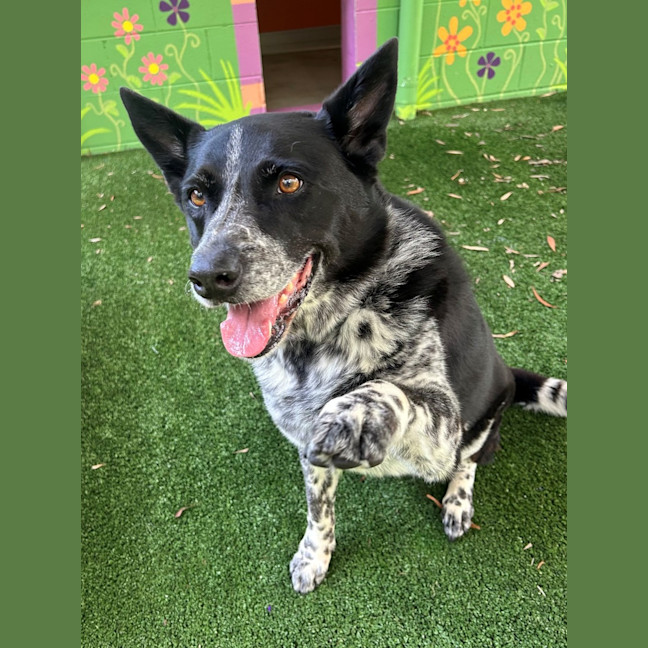 Photo of D1112 Bella